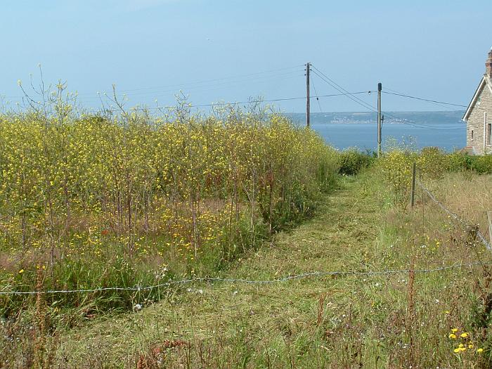 2 Clearing the Field (3)